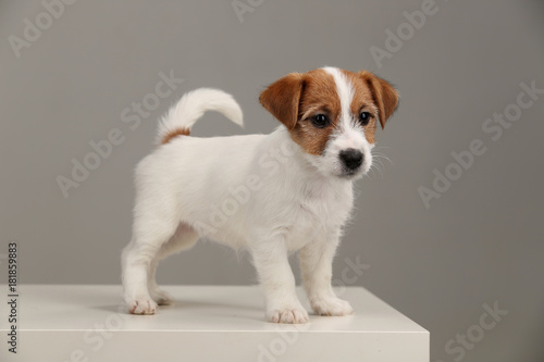 Playful jack russell terrier. Close up. Gray background