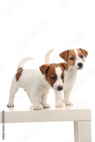 Wonderful jack russell babies. Close up. White background