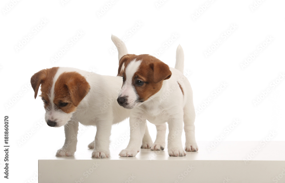 Portrait of two jack russells. White background