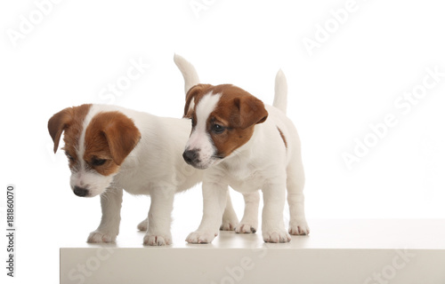 Portrait of two jack russells. White background photo