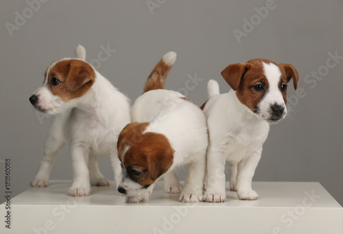 Portrait of three jack russell puppies. Gray background