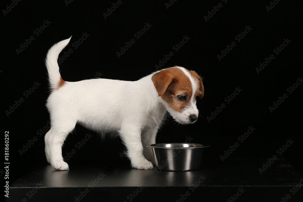 Jack russell with and a bowl. Black background