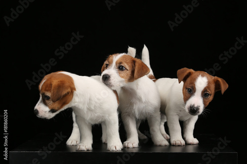 Three isolated puppies. Black background