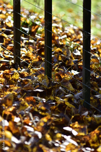 Yellow and brown leaves on ground along wire cattle fence in autumn.
