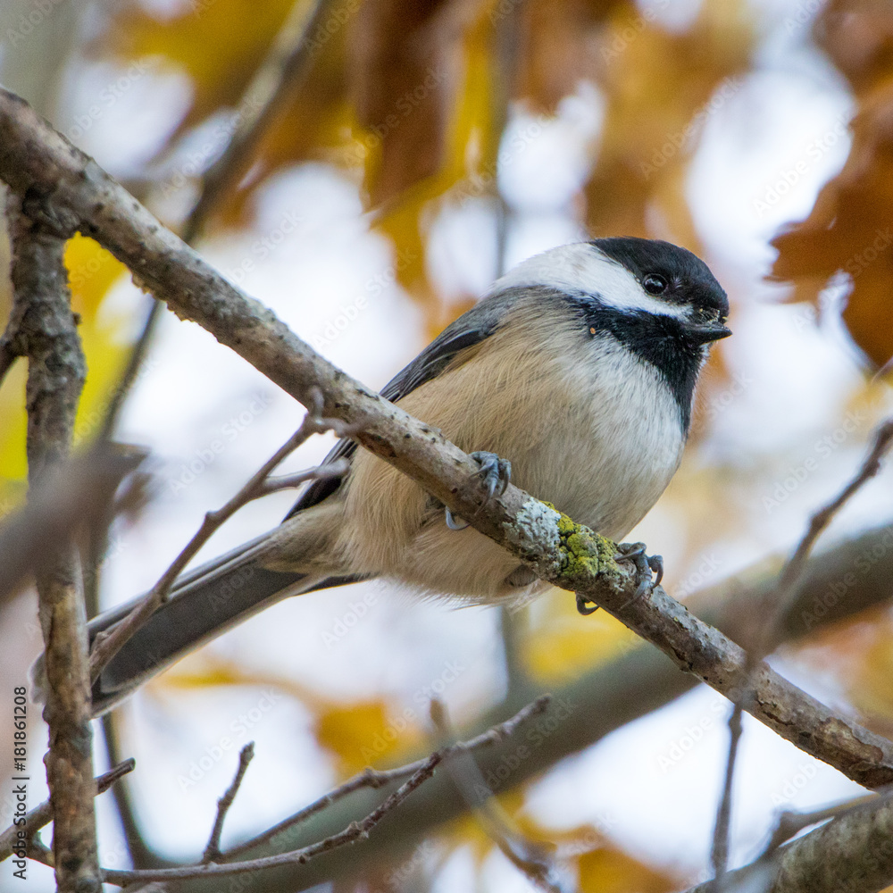 Obraz premium Fall Chickadee