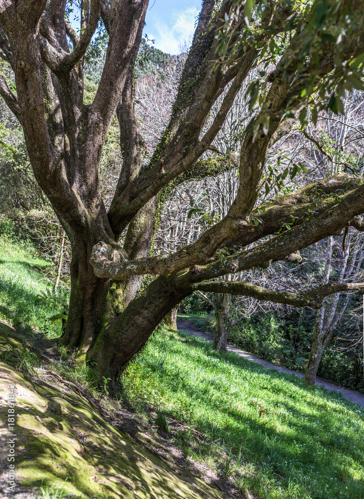 Central park trail with sunlight coming down in between the trees, Wellington, New Zealand. Central park trail with sunlight coming down in between the trees, Wellington, New Zealand.