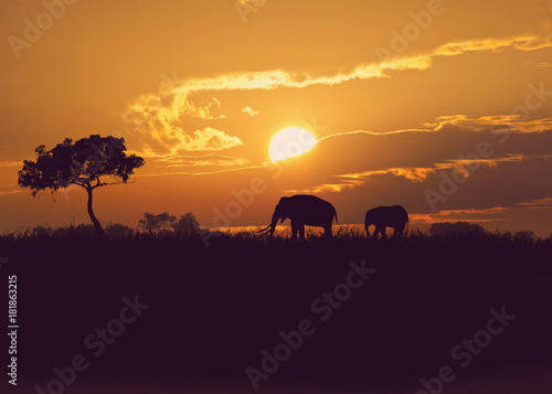  African elephants at sunset