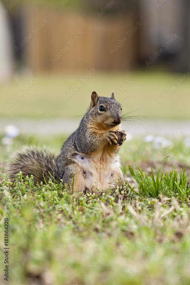 Fototapeta premium Squirrel eating