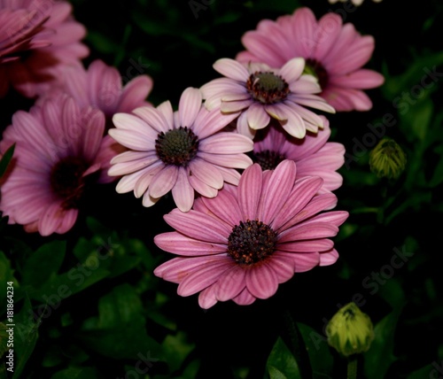 macro shot of group of pink and purple daisies with dark background