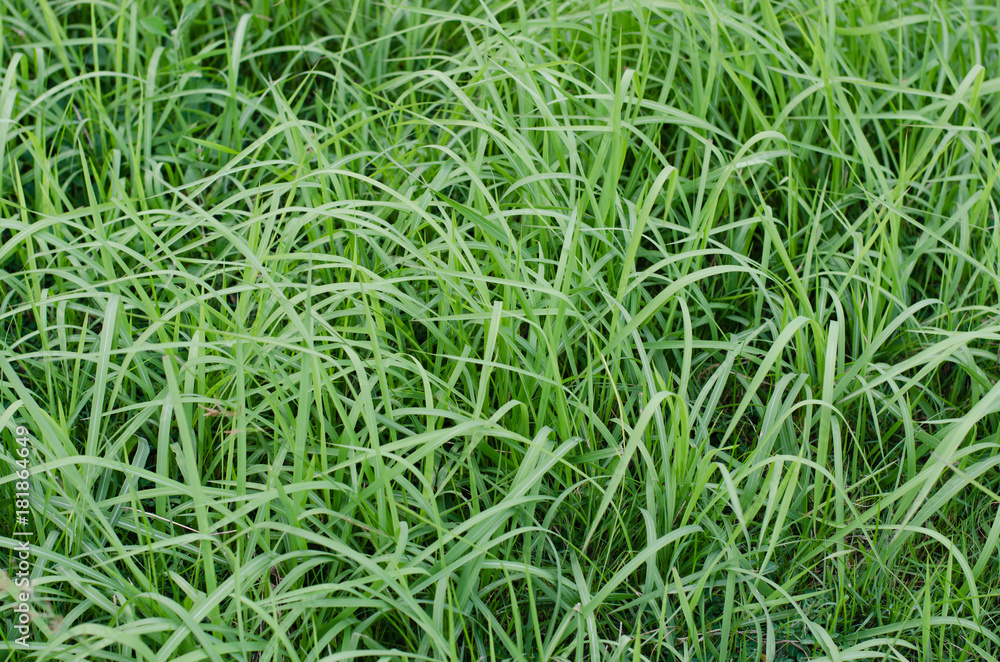 Green Grass In The Meadow.