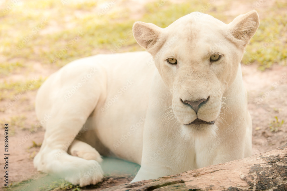 Female white lion lying on the ground Female white lion lying on the ground