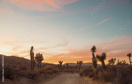 View of Joshua trees and dirt road in Joshua Tree National Park