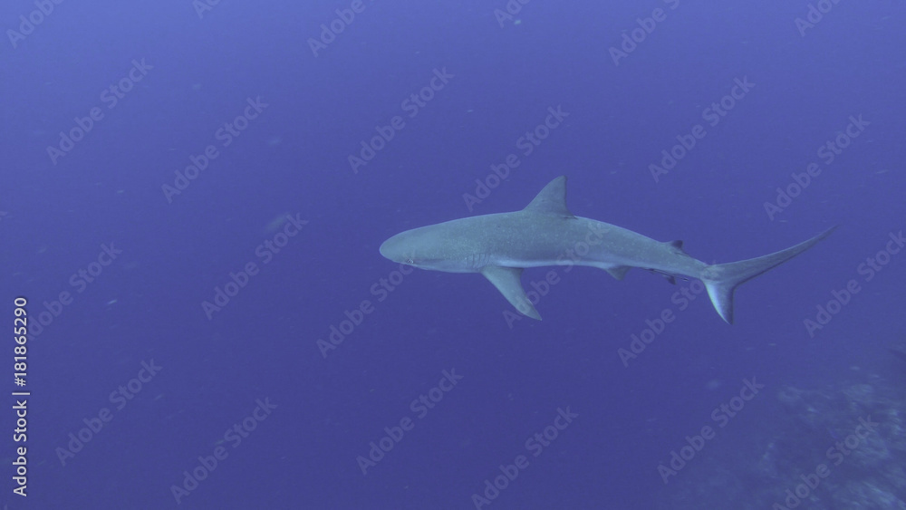 Obraz premium Reef Shark