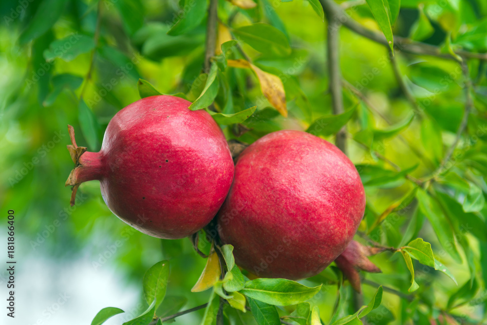 Pomegranate fruit Pomegranate fruit