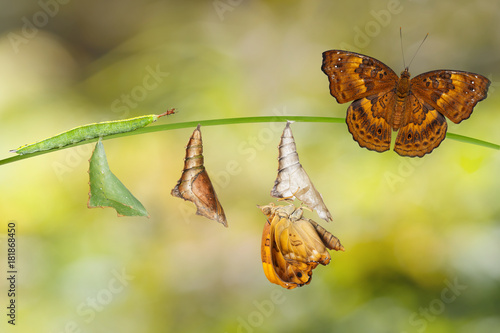 Fotografia, Obraz Transformation from caterpillar and chrysalis of female siamese black prince but