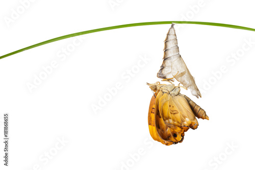 Fototapeta Naklejka Na Ścianę i Meble -  Islolated male of brown prince butterfly emerged from chrysalis on white