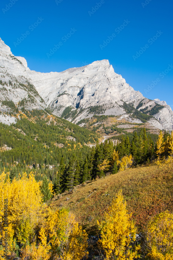 Autumn color trees in the Rocky Mountains