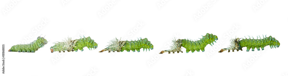 Naklejka premium Isolated molting caterpillar stage of Atlas butterfly ( atlas; attacus ) on white