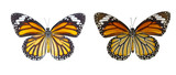 Isolated Dorsal and Belly view of common tiger butterfly ( Danaus genutia ) on white