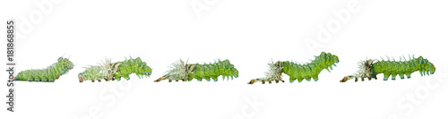 Isolated molting caterpillar stage of Atlas butterfly ( atlas; attacus )  on white photo