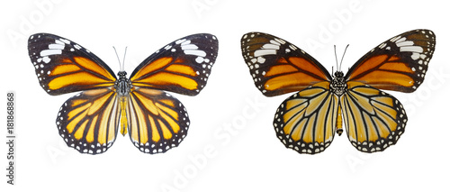 Isolated Dorsal and Belly view of common tiger butterfly ( Danaus genutia ) on white