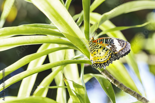 Female Leopard lacewing (Cethosia cyane euanthes) butterfly hanging on plant photo