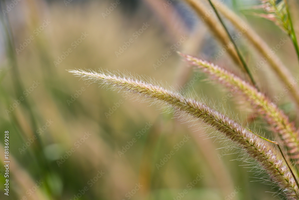 Grass. Fresh green spring grass Grass. Fresh green spring grass