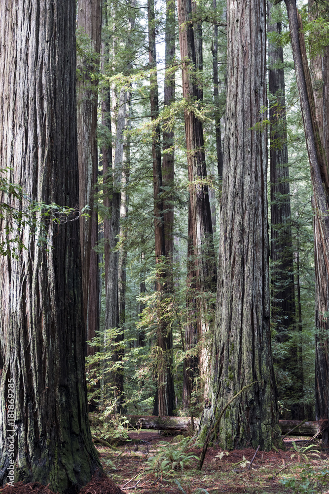 Redwoods Redwoods