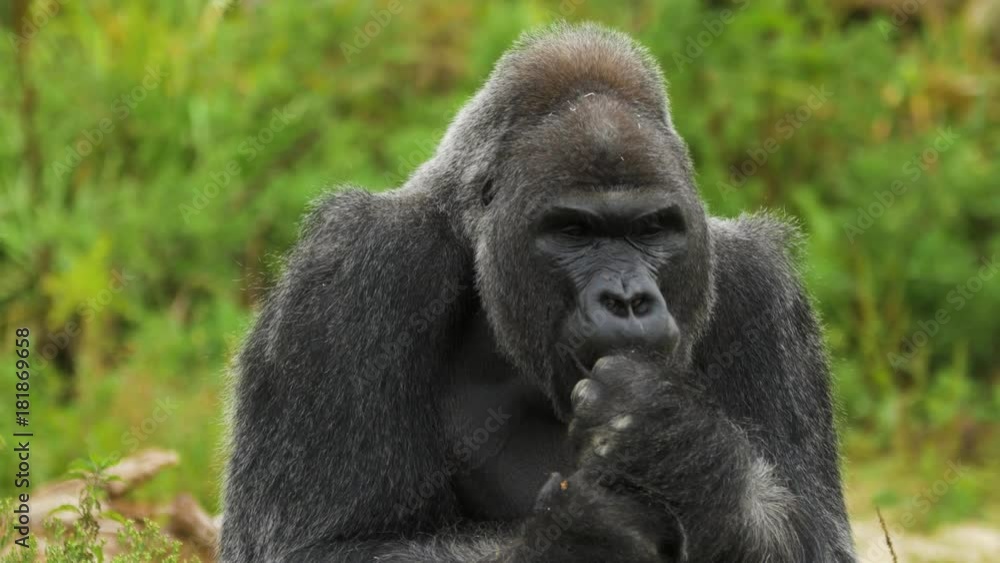 Close Up Portrait of Adult Male Gorilla Close Up Portrait of Adult Male Gorilla