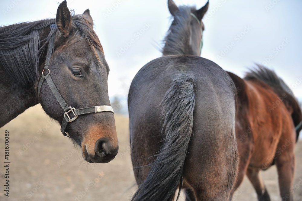 Fototapeta premium 馬 サラブレッド