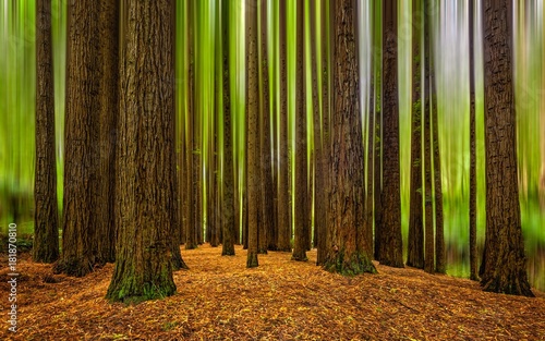 Redwood Forest, Otway NP, VIC, Australia photo