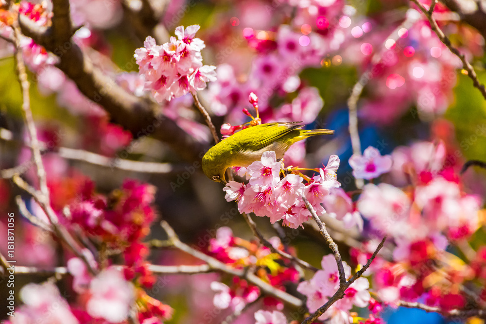 The Japanese White-eye.The background is cherry blossoms. Located in Tokyo Prefecture Japan. The Japanese White-eye.The background is cherry blossoms. Located in Tokyo Prefecture Japan.