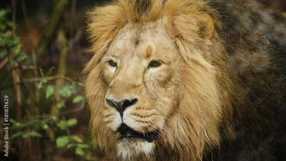 Adult Male Lion, Portrait in Captivity in Zoo, Slow Motion Adult Male Lion, Portrait in Captivity in Zoo, Slow Motion