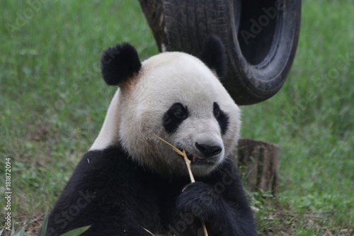 Fototapeta Naklejka Na Ścianę i Meble -  Giant Panda on the Playground, China