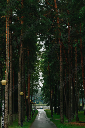 A green tunnel of trees with light at the end, on a nice summer's day in a park. photo