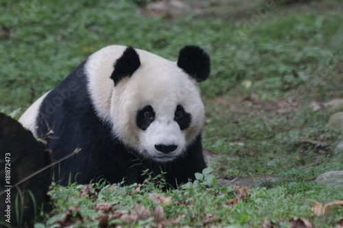 Fototapeta Naklejka Na Ścianę i Meble -  3 legs Giant Panda name Dai Li, China