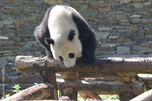 Fototapeta Naklejka Na Ścianę i Meble -  Giant Panda on the Wood Structure, China