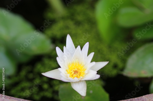 white lotus On green background