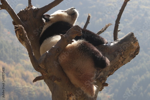 Fototapeta Naklejka Na Ścianę i Meble -  Giant Panda is Relaxing on the Tree