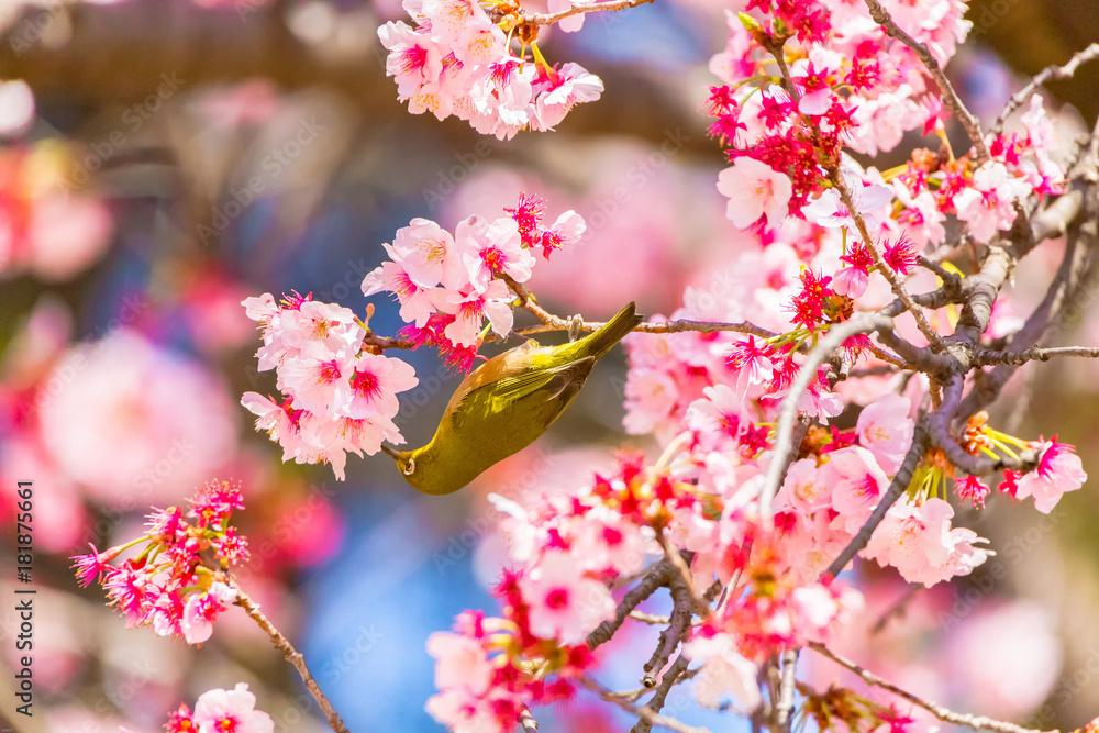 The Japanese White-eye.The background is cherry blossoms. Located in Tokyo Prefecture Japan. The Japanese White-eye.The background is cherry blossoms. Located in Tokyo Prefecture Japan.
