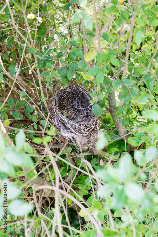 Empty bird nest