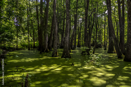 Cypress swamp at Mississippi with small crocodile getting tan and tree with roots looking for oxygen