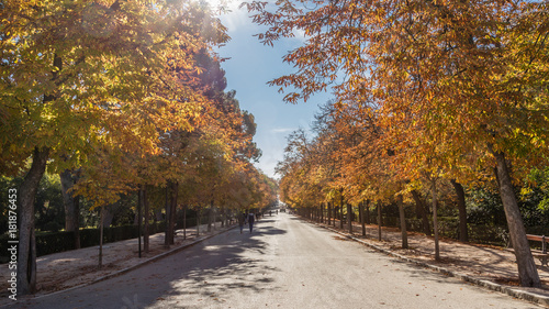 Fototapeta Naklejka Na Ścianę i Meble -  Autumn landscapes in the Retiro Park in Madrid