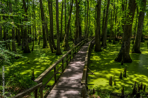 Cypress swamp at Mississippi with small crocodile getting tan and tree with roots looking for oxygen