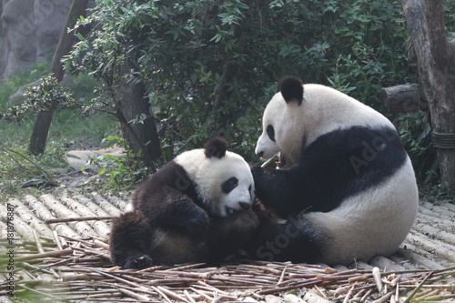 Fototapeta Naklejka Na Ścianę i Meble -  Mother Giant Panda is Playign with her Cub, Chengdu Panda Base, China