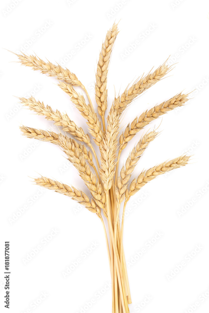 ears of wheat isolated on white background. Top view