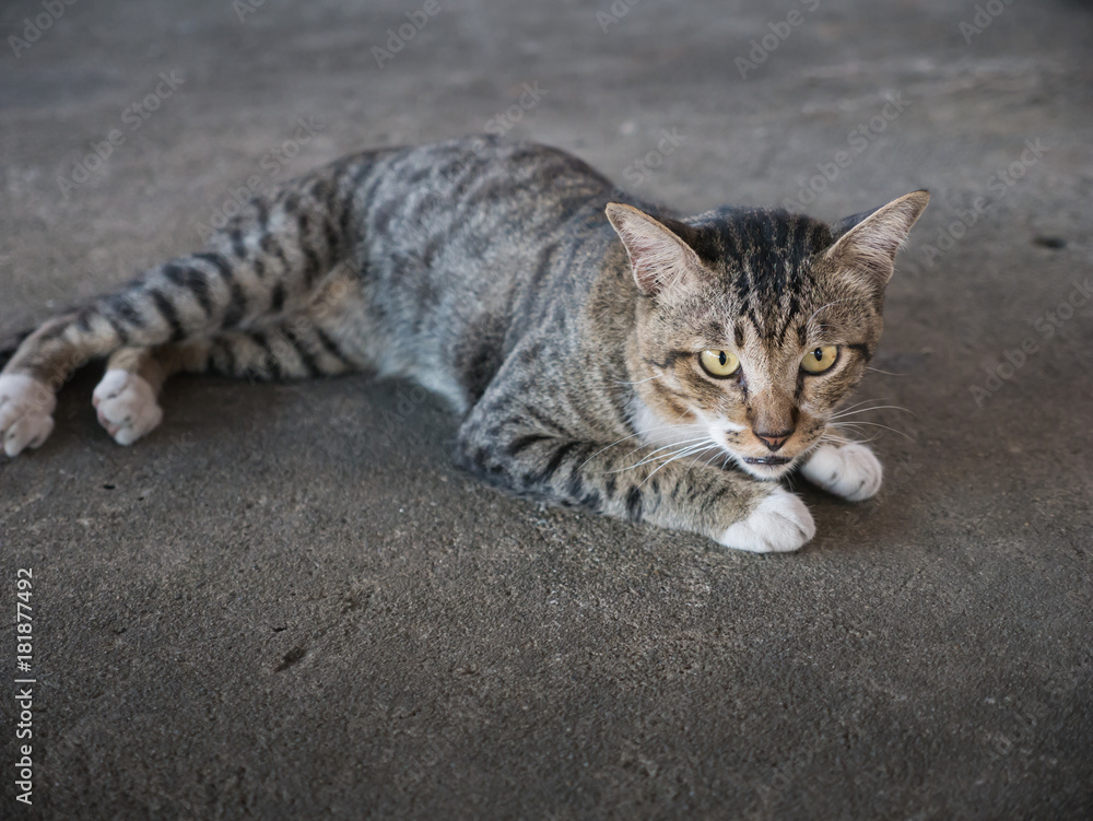 Fototapeta premium Tabby Stray Cat Lying in The Cement Floor