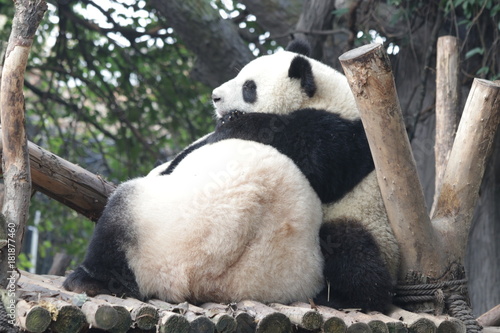 Fototapeta Naklejka Na Ścianę i Meble -  Panda Cub is Hugging his Mother, Chengdu Panda Base, China