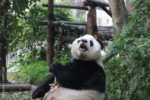 Fototapeta Naklejka Na Ścianę i Meble -  Fluffy Giant Panda Acts Funny, Chengdu Panda Base, China