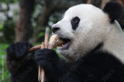 Fototapeta Naklejka Na Ścianę i Meble -  Fluffy Funny Giant Panda Is Eating Bamboo Shoot, Chengdu Panda Base